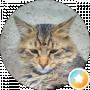 Anton