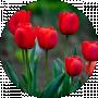 Güneş Koşan