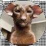 Дикий Кот
