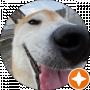 Пr0sто Dog