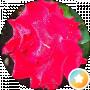 Катюша Катюшенька