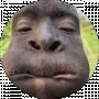 Afrika Sosi