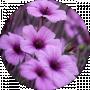 Nataliya Latsys