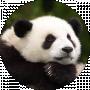 Aibolit Panda