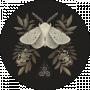 Moth