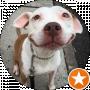 Pitbullseye