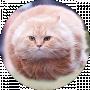 Petro