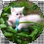 Bogdan__ Kat