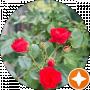 Leshka
