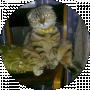 Сергей Матвей