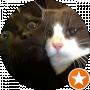 Котики Жирные