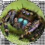 Malum Spider
