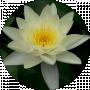 Алла Алексеенко