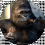 Gorilla King and COMPANY