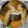 Юрий Мотузко