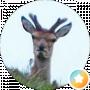 Rudel Wolf