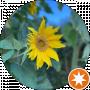 Antonina A