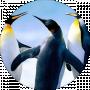 Ivan M