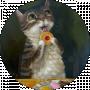 Crazy Cat