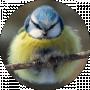 Birdy