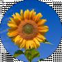 Sanflower UA
