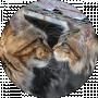 Gatto Fantastico