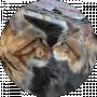 Gatto Fantastico