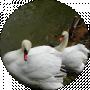 аліна павлюк
