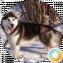 Lazer Style