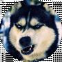 Screppy Cocco