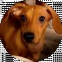 Luna Dachshund