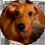 Luna Dachshund