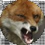 Its FOXc1ty