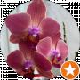Lillia Gor
