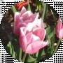 Rosha