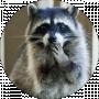 Canny Coon