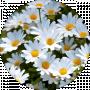 Shanshan Mansur