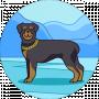 Serg
