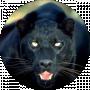 Andrey A
