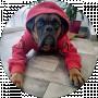 DogBlackStar