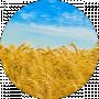Марія Засієнко