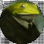 Benito Camelo