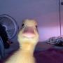 aligator777777