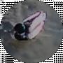 Сергей Койнаш