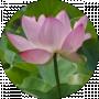 frosted lotus