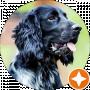 Spaniel Joker