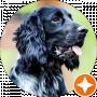Spaniel Joker