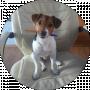 My dog! Jack Russell