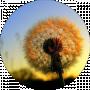 Taraxacum Officinale