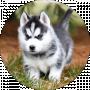 husky
